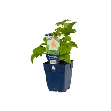 Japanse anemoon (Anemone tom. 'Robustissima') ø 11 cm