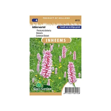 Persicaria bistorta Adderwortel
