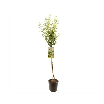 Zomerpeer/handpeer (Pyrus comm. Clapp's Favourite half) H 200 ø 27 cm