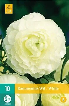 Ranunculus Wit