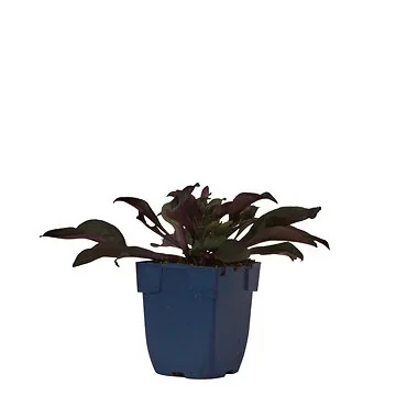 Slangenkop (Penstemon dig. 'Husker Red') ø 11 cm