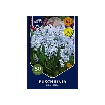 Pure Bulbs Puschkinia Libanotica 50 bollen