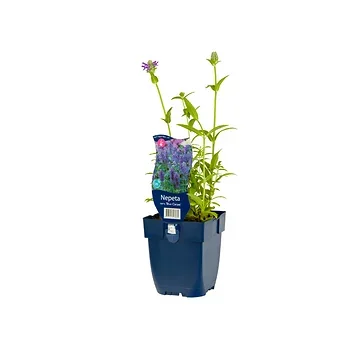 Kattekruid (Nepeta nervosa 'Blue Carpet') ø 11 cm