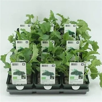 Boerenkool (Brassica oleracea) BIO