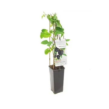 Zwarte braam doornloos (Rubus fruticosus Chester Thornless) H 60 ø 11 cm cm