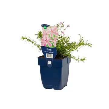 Vlambloem (Phlox (S) 'Candy Stripes') ø 11 cm