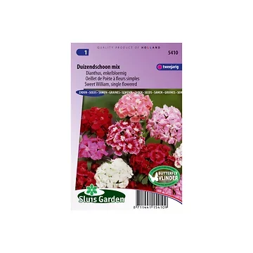 Dianthus barbatus Single Choice Mixed