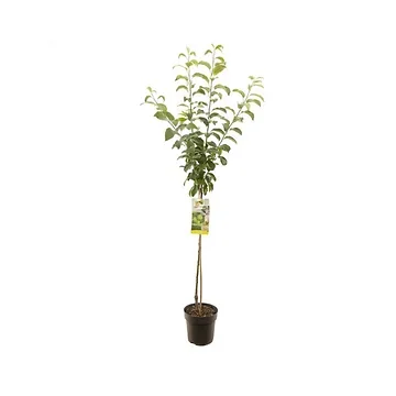 Groene handappel (Malus dom. Granny Smith halfstam) H 200 ø 27 cm