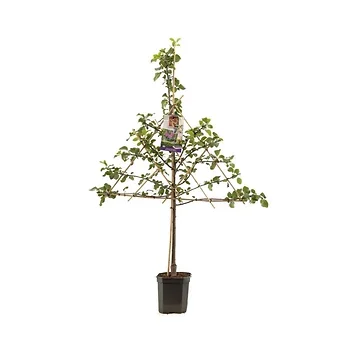 Rood-paarse pruim (Prunus dom. R-Cl. d'Althan leivorm) H 160 ø 24 cm