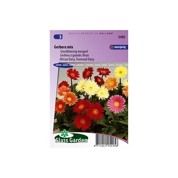 Gerbera jamesonii Australian Giants