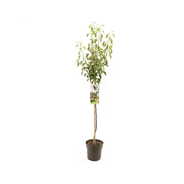 Stoofpeer (Pyrus comm. Gieser Wildeman half) H 200 ø 27 cm