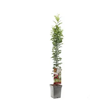 Rode pruim (Prunus dom. Mirabelle Ruby zuilvorm) H 110 ø 18 cm