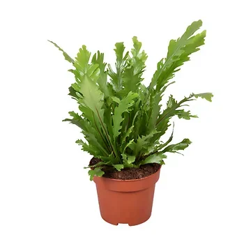 Nestvaren (Asplenium Campio) H 30 ø 12 cm