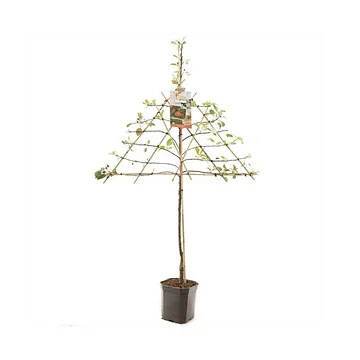 Rode handappel (Malus dom. Jonagold leivorm) H 160 ø 24 cm