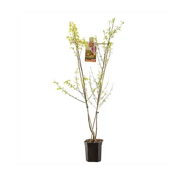 V-Vorm perzik-abrikoos (Prunus Duo Perzik-Abrikoos) H 180 ø 24 cm