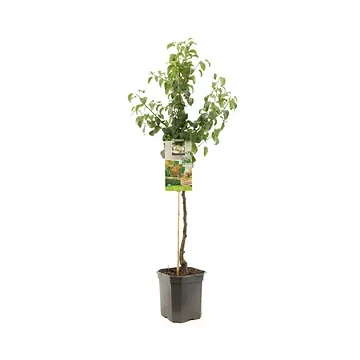 Zoete handpeer (Pyrus comm. Beurré Hardy laagstam) H 160 ø 24 cm