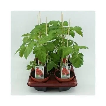 Cherrytomaat (Lycopersicon esculentum) BIO 12 cm pot