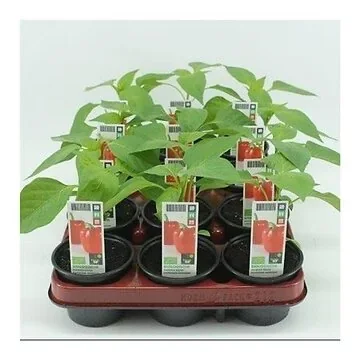 Paprika Rood (Capsicum annuum) BIO
