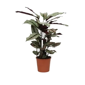 Pauwenplant (Calathea) H 75 ø 19 cm