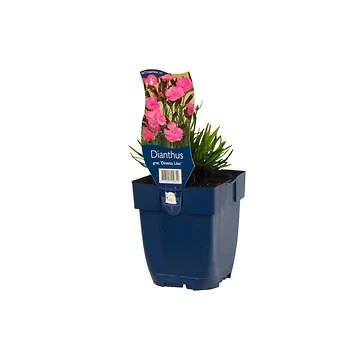 Anjer (Dianthus grat. 'Dinetta Lilac') ø 11 cm