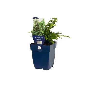 Japanse regenboogvaren (Athyrium 'Metallicum') ø 11 cm