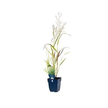 Vingergras (Panicum virgatum 'Squaw') ø 11 cm