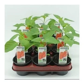 Snackpaprika (Capsicum annuum) BIO