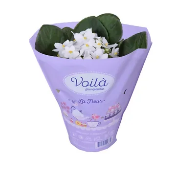 Kaaps viooltje (Saintpaulia) H 20 ø 12 cm