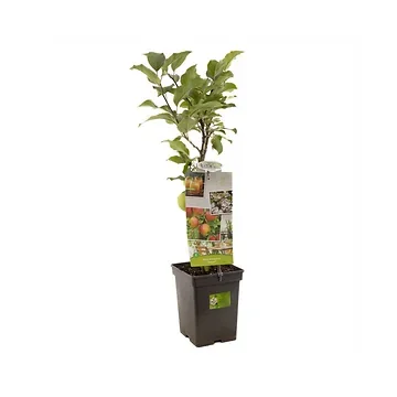 Handappel (Malus dom. Delcorf Patio) H 90 ø 18 cm