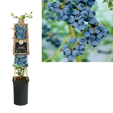 Blauwe bes (Vaccinium corymbosum 'Goldtraube') H 75