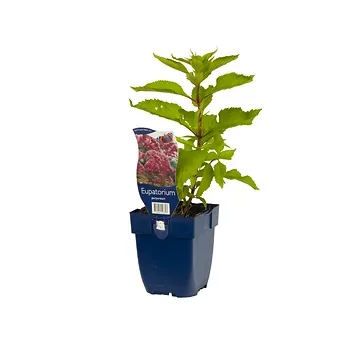 Leverkruid (Eupatorium purpureum) ø 11 cm