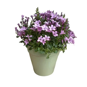 Klokjesbloem (Campanula addenda) H 20 ø 10.5 cm