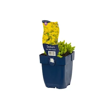 Vetkruid (Sedum acre 'Yellow Queen') ø 11 cm