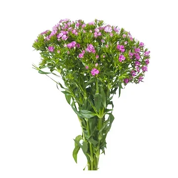 Duizendschoon (Dianthus barbatus) 40 cm per bos