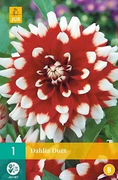 Dahlia Duet
