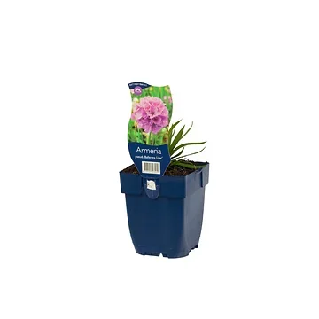 Engels gras (Armeria pseud. 'Ballerina Lilac') ø 11 cm