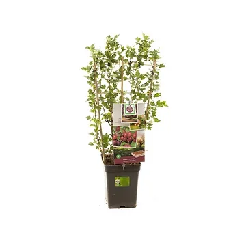 Rode kruisbes (Ribes uva-cr. Hinnonmäki Röd lei) H 70 ø 18 cm