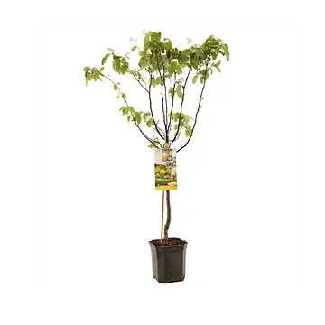 Kweepeer (Cydonia oblonga Kweepeer appel laag) H 160 ø 24 cm
