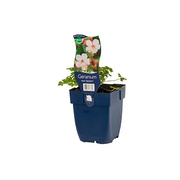 Ooievaarsbek (Geranium macr. 'Spessart') ø 11 cm