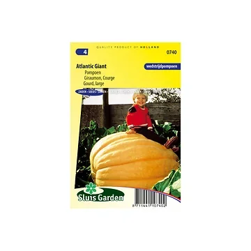 Reuzenpompoen Atlantic Giant