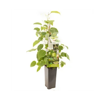 Vrouwelijke mini kiwi (Actinidia arguta Fresh Jumbo) H 60 ø 11 cm cm