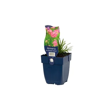 Engels gras (Armeria mar. 'Splendens Perfecta') ø 11 cm