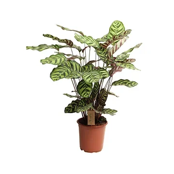 Pauwenplant (Calathea Makoyana) H 55 ø 21 cm