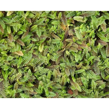Koperknoopje (Leptinella squalida) ø 11 cm
