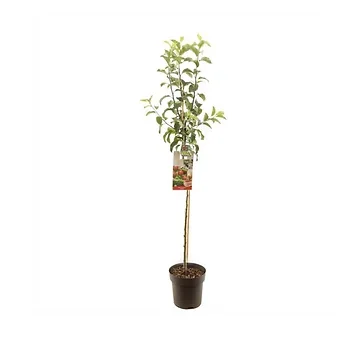 Najaarsappel (Malus dom. Gloster halfstam) H 200 ø 27 cm