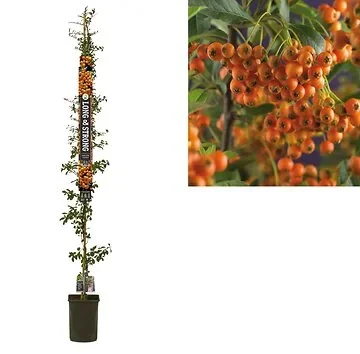 Vuurdoorn (Pyracantha 'Orange Charmer') H 215