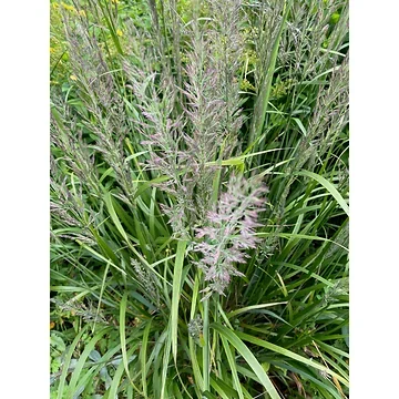 Bosstruisriet (Calamagrostis arundinacea) ø 11 cm