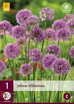 Allium Millenium