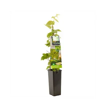 Pitloze witte druif (Vitis vinifera Himrod) H 60 ø 11 cm cm