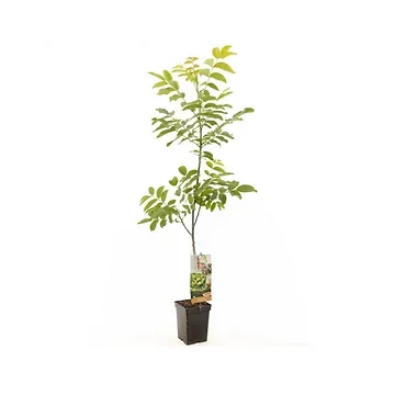 Onveredelde walnoot (Juglans regia spil (onveredeld)) H 100 ø 18 cm